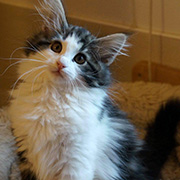 Cherokee, 3 months