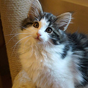 Cherokee, 3 months