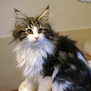 Chippewa, 3 months