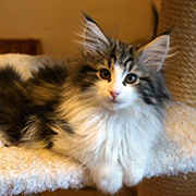 Chippewa, 3 months