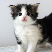 Cherokee, 4 weeks
