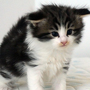 Chippewa, 4 weeks