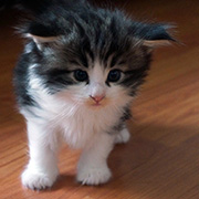 Chippewa, 4 weeks