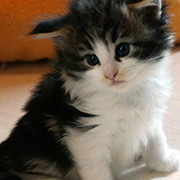 Chippewa, 4 weeks