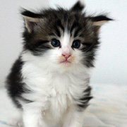 Chippewa, 4 weeks