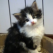 Cherokee, 5 and a half weeks