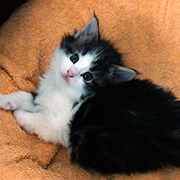 Cherokee, 5 and a half weeks
