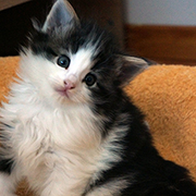 Cherokee, 5 and a half weeks