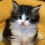 Chippewa, 5 and a half weeks