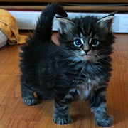 Cobra, 5 and a half weeks