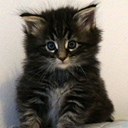 Cobra, 5 and a half weeks