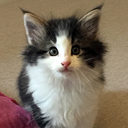 Cherokee, 7 and a half weeks