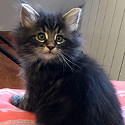 Cobra, 7 and a half weeks