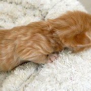 Dedalus Diggle, 11 days old
