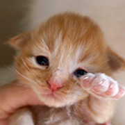 Dedalus Diggle, 11 days old