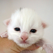 Demelza Robins, 11 days old