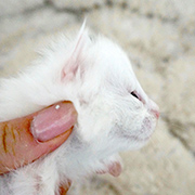 Demelza Robins, 11 days old