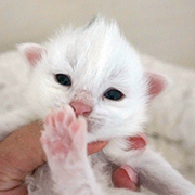 Dolores Ombrage, 11 days old