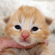 Drago Malefoy, 11 days old