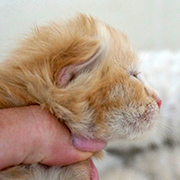 Drago Malefoy, 11 days old