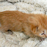 Dumbledore, 11 days old