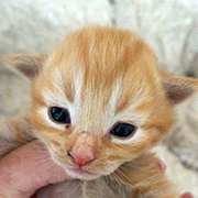Dumbledore, 11 days old