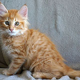 Dedalus Diggle, 11 weeks old