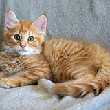 Dedalus Diggle, 11 weeks old