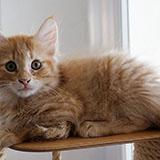 Dedalus Diggle, 11 weeks old