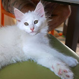 Dolores Ombrage, 11 weeks old