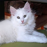 Dolores Ombrage, 11 weeks old