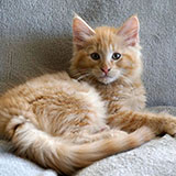Drago Malefoy, 11 weeks old
