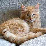 Drago Malefoy, 11 weeks old