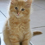 Drago Malefoy, 11 weeks old
