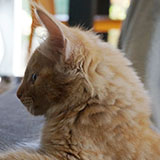 Dumbledore, 11 weeks old