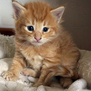 Dedalus Diggle, 4 weeks old