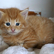 Dedalus Diggle, 4 weeks old