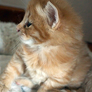 Dedalus Diggle, 4 weeks old