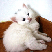 Dolores Ombrage, 4 weeks old