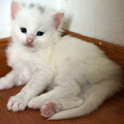 Dolores Ombrage, 4 weeks old