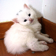 Dolores Ombrage, 4 weeks old