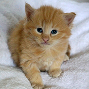 Drago Malefoy, 4 weeks old