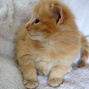 Drago Malefoy, 4 weeks old