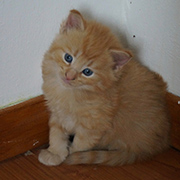 Dumbledore, 4 weeks old