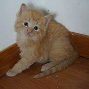 Dumbledore, 4 weeks old