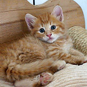 Dedalus Diggle, 6 weeks old