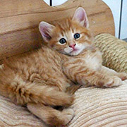 Dedalus Diggle, 6 weeks old