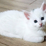 Demelza Robins, 6 weeks old