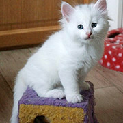 Dolores Ombrage, 6 weeks old