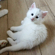 Dolores Ombrage, 6 weeks old